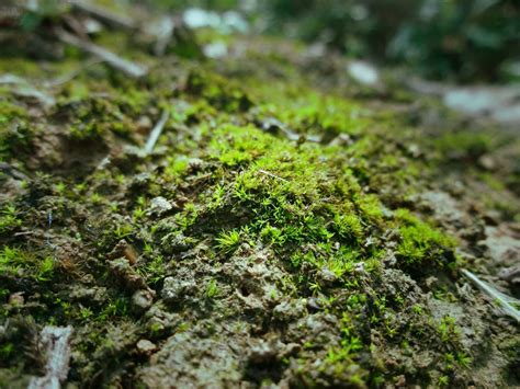 青苔 苔蘚|苔藓植物